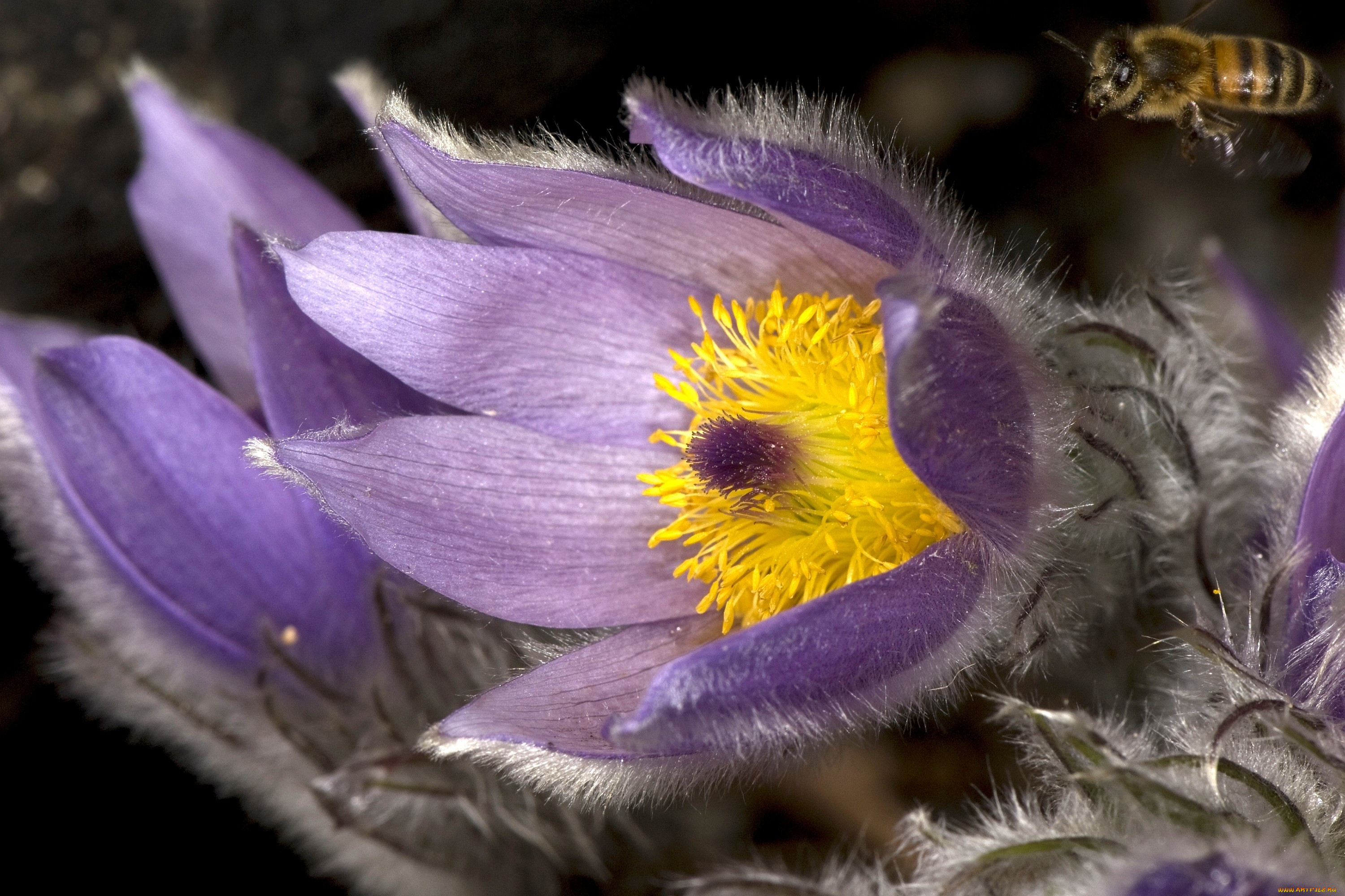 Адонис цветок сиреневый